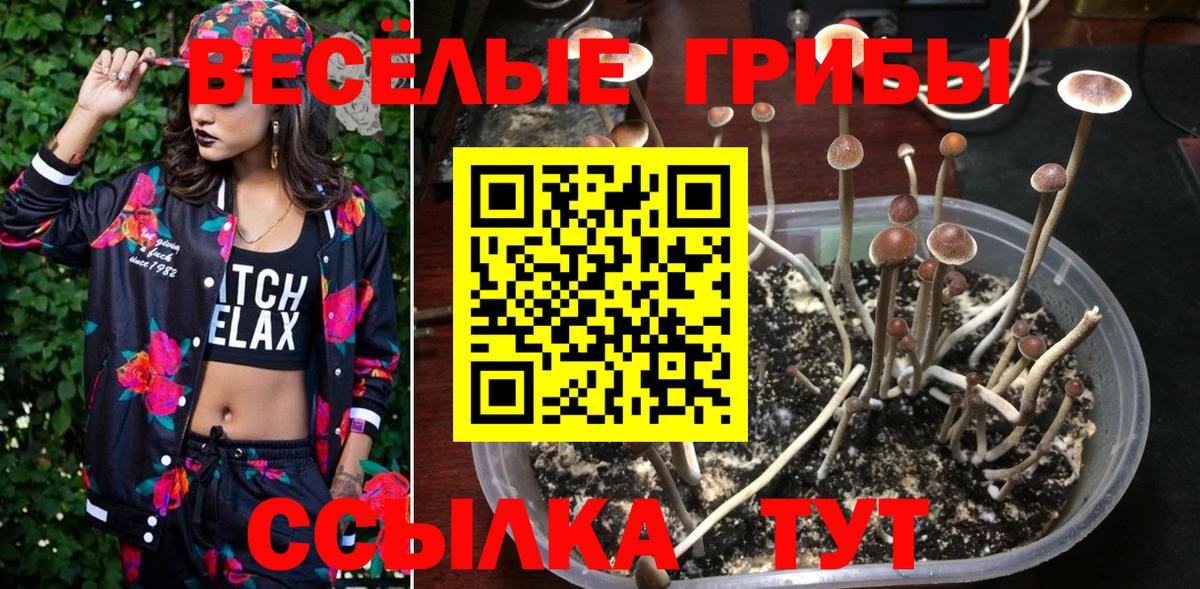 Псилоцибиновые грибы Psilocybe Зеленокумск